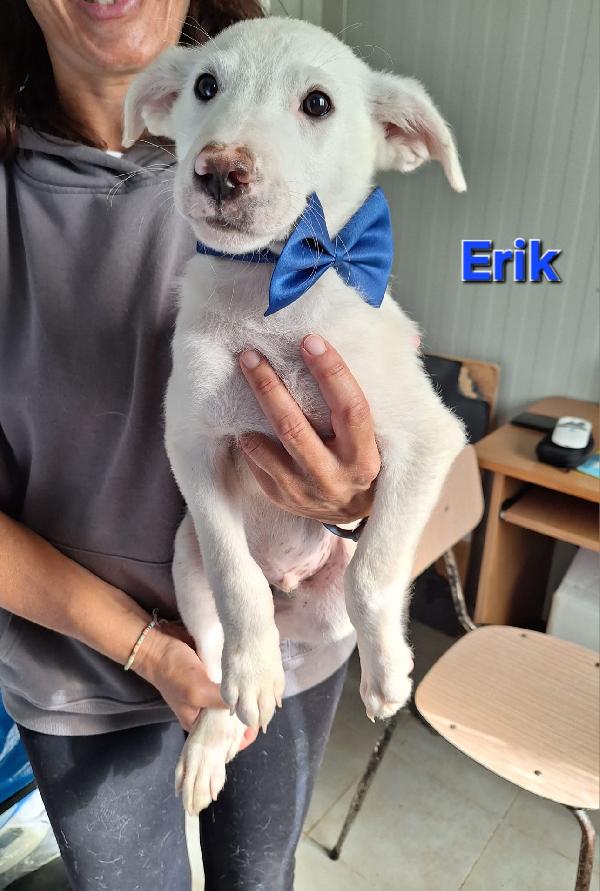 Regala Un Natale Fuori Dal Canile! Adottane Uno!